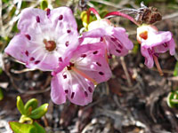 Kalmia microphylla