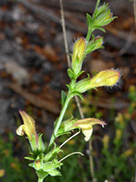 Rothrock's Penstemon