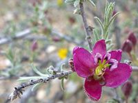 Organ Pipe Cactus wildflowers