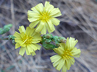 Three open flowerheads