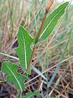 Stem leaves