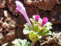 Lamium amplexicaule