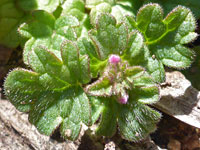 Hairy, lobed leaves