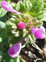 Henbit Dead-Nettle