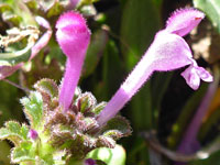 Henbit dead-nettle