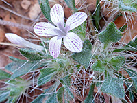 Langloisia setosissima