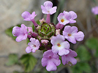 Lantana achyranthifolia