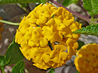 Lantana camara