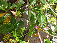 Leaves and stems