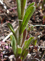 Cauline leaves