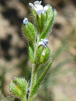 Hairy stem and bracts