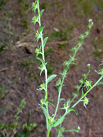 Slender stems