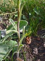 Hairy, alternate leaves