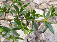 Stem and leaves