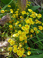 Many flowers, Many yellow flowers of lasthenia californica, in Tubb Canyon, Anza Borrego Desert State Park, California