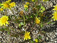 Stems and leaves, Stems and leaves of lasthenia californica, in Tubb Canyon, Anza Borrego Desert State Park, California