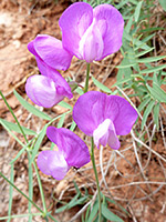 Lathyrus brachycalyx