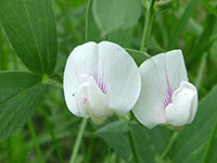 White flowers