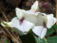 Pink-veined petals