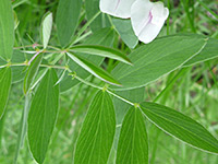 Compound leaf