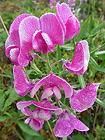 Lathyrus latifolius