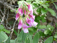 Pacific Pea