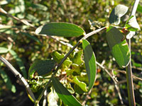 Pinnate leaves