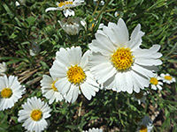 White Daisy Tidytips