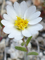 Notched white florets