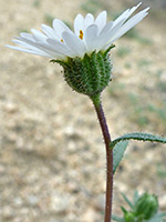 Glandular stem and phyllaries