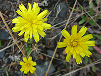 Yellow flowerheads