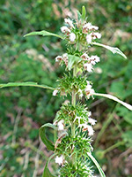 Motherwort