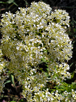 Lepidium draba