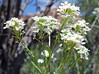 Mesa Pepperwort