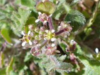 Hairypod pepperweed
