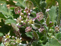 Hairypod Pepperweed