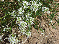 Lepidium montanum