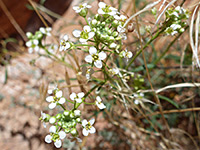 Small white flowers