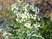 Lepidium thurberi