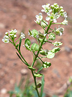 Lepidium virginicum