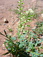 Virginia Pepperweed