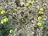 Flowers and stems