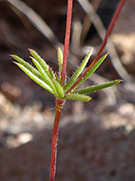 Linear leaves