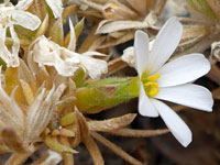 Nuttall's linanthus