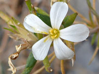 Five white petals