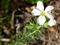 Five-petalled flower