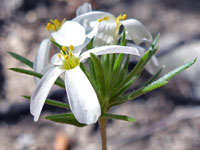 Leptosiphon pachyphyllus