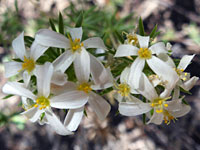 Flower cluster