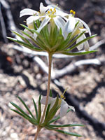 Sierra Linanthus