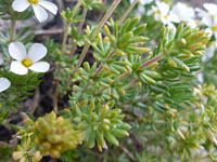 Narrow, lobed leaves